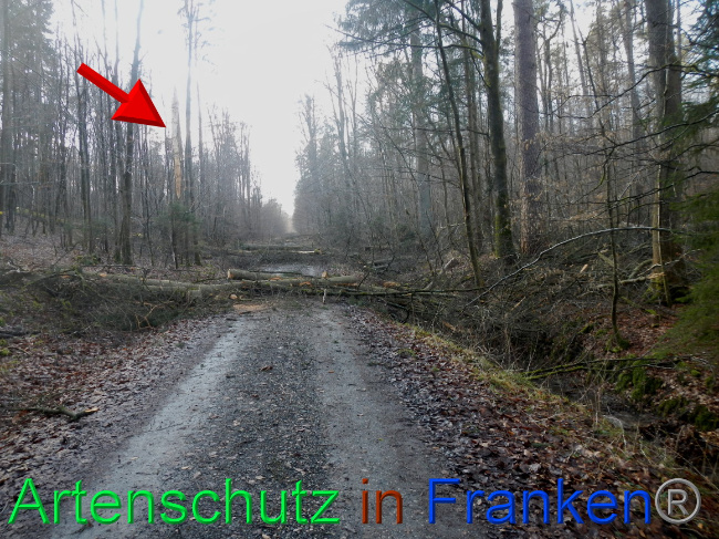 © Artenschutz in Franken® Bild zum Eintrag (1063675-160)