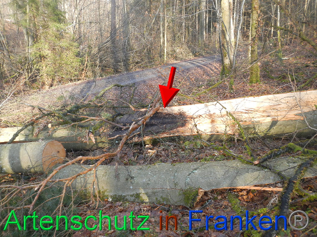 © Artenschutz in Franken® Bild zum Eintrag (1063680-160)