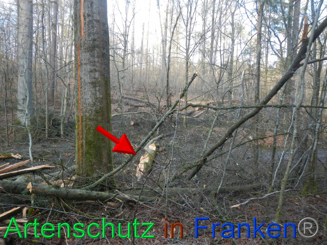 © Artenschutz in Franken® Bild zum Eintrag (1063681-160)