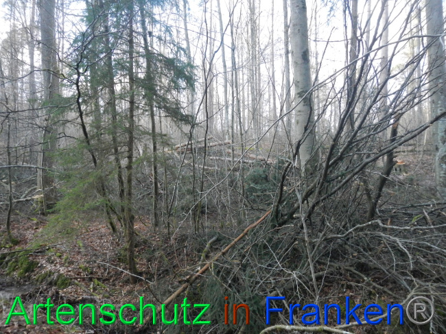 © Artenschutz in Franken® Bild zum Eintrag (1063682-160)