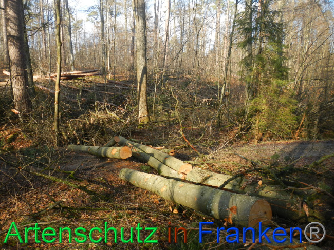 © Artenschutz in Franken® Bild zum Eintrag (1063684-160)