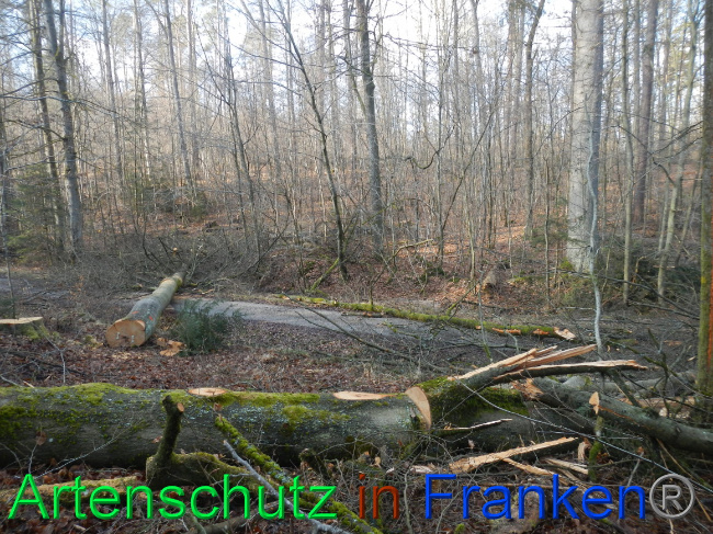 © Artenschutz in Franken® Bild zum Eintrag (1063685-160)