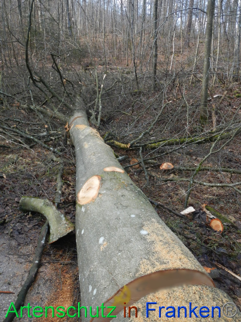 © Artenschutz in Franken® Bild zum Eintrag (1063686-160)