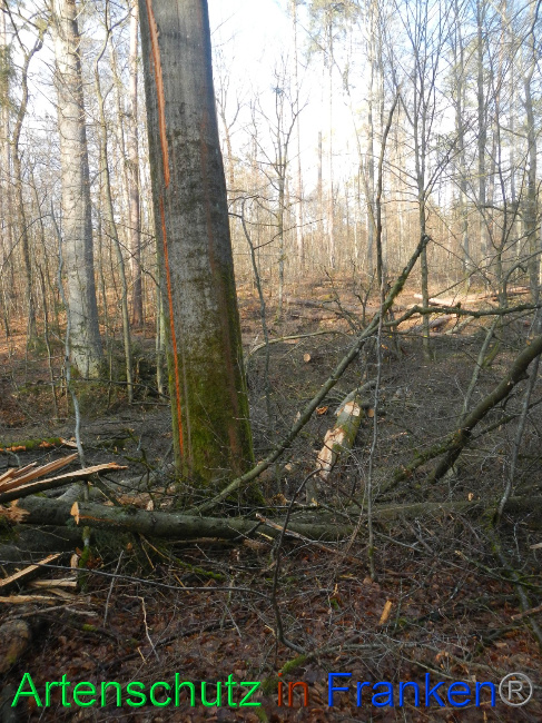© Artenschutz in Franken® Bild zum Eintrag (1063688-160)