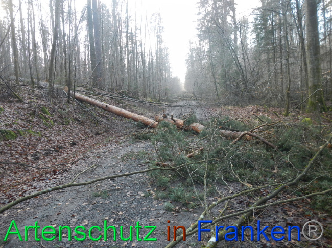 © Artenschutz in Franken® Bild zum Eintrag (1063689-160)