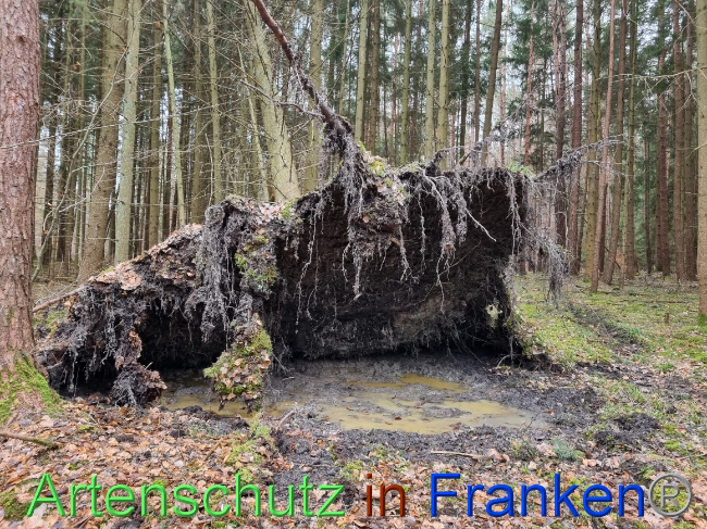 © Artenschutz in Franken® Bild zum Eintrag (1063994-160)