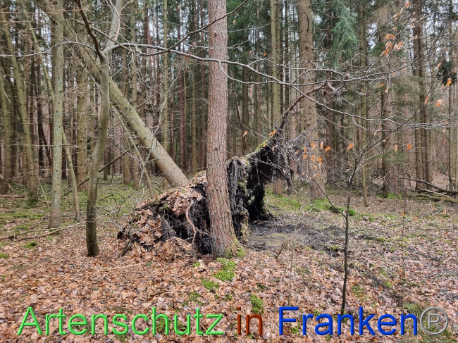 © Artenschutz in Franken® Bild zum Eintrag (1063995-160)
