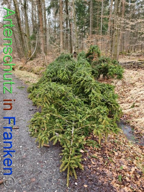 © Artenschutz in Franken® Bild zum Eintrag (1063997-160)