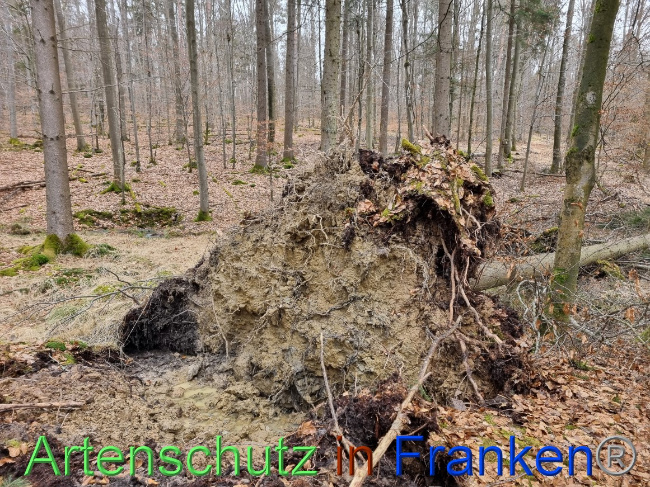 © Artenschutz in Franken® Bild zum Eintrag (1064000-160)