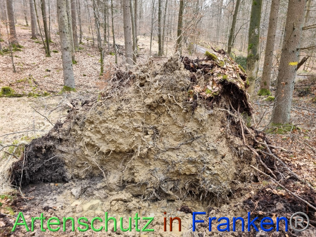 © Artenschutz in Franken® Bild zum Eintrag (1064001-160)