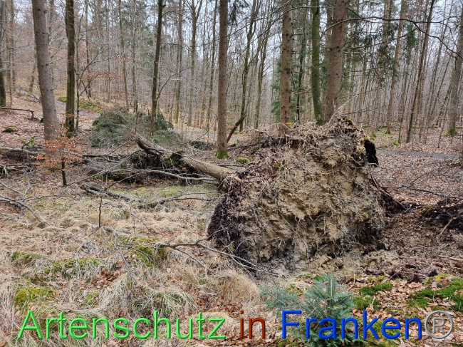 © Artenschutz in Franken® Bild zum Eintrag (1064002-160)