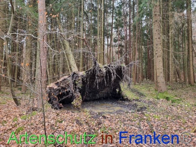 © Artenschutz in Franken® Bild zum Eintrag (1064004-160)
