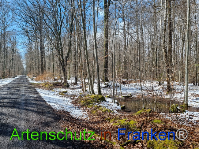© Artenschutz in Franken® Bild zum Eintrag (1066345-160)