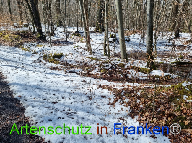 © Artenschutz in Franken® Bild zum Eintrag (1066349-160)