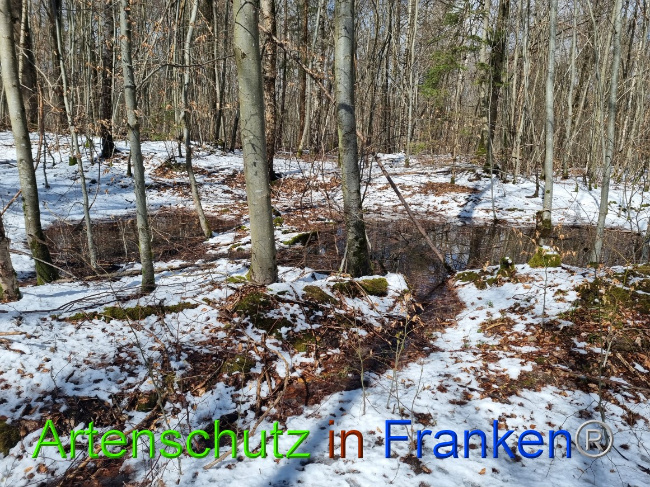 © Artenschutz in Franken® Bild zum Eintrag (1066352-160)