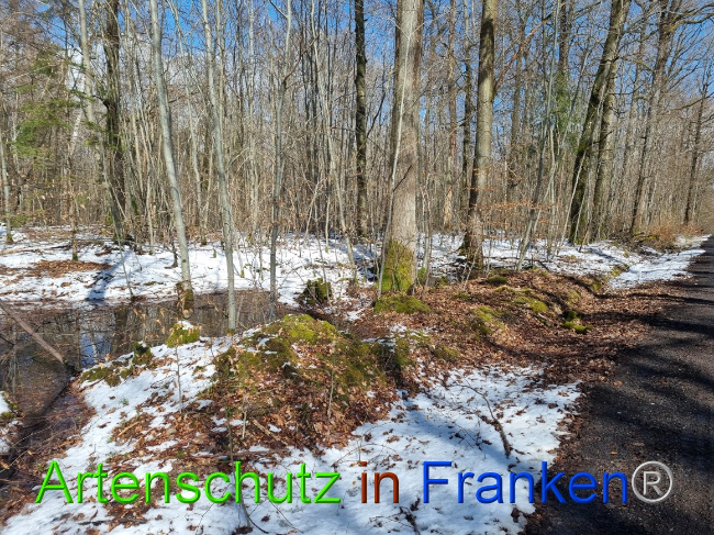 © Artenschutz in Franken® Bild zum Eintrag (1066353-160)