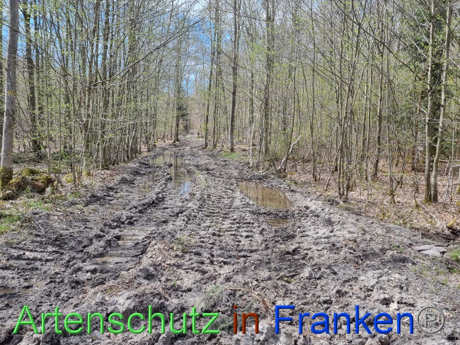 © Artenschutz in Franken® Bild zum Eintrag (1066764-160)