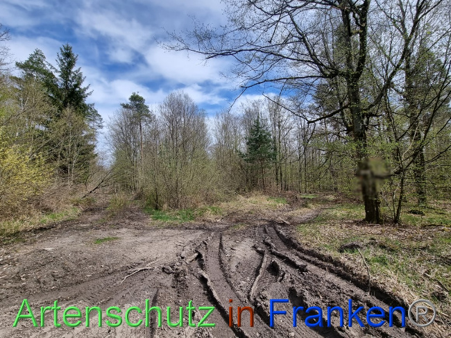 © Artenschutz in Franken® Bild zum Eintrag (1066770-160)