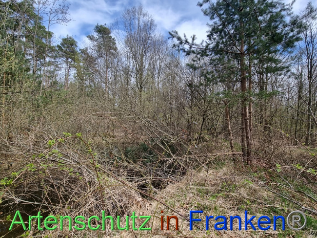 © Artenschutz in Franken® Bild zum Eintrag (1066771-160)