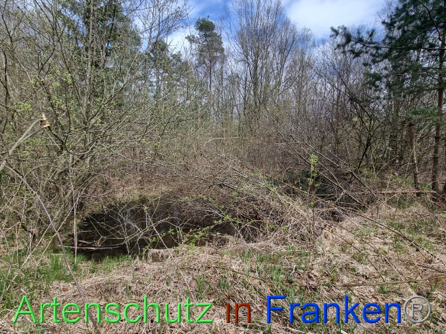 © Artenschutz in Franken® Bild zum Eintrag (1066772-160)
