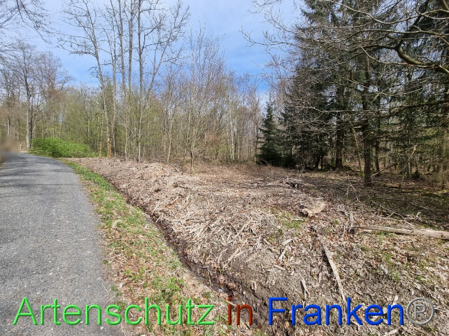 © Artenschutz in Franken® Bild zum Eintrag (1066778-160)