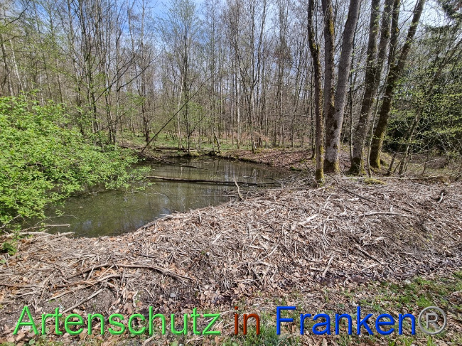 © Artenschutz in Franken® Bild zum Eintrag (1066780-160)