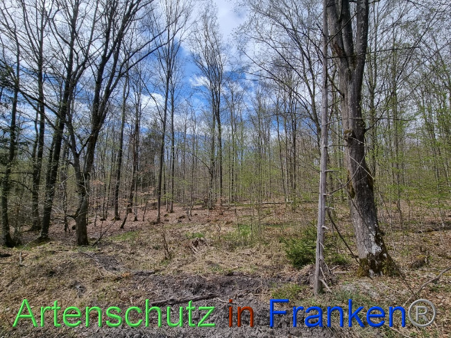 © Artenschutz in Franken® Bild zum Eintrag (1066784-160)