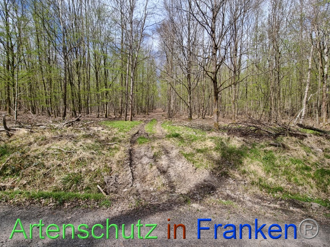 © Artenschutz in Franken® Bild zum Eintrag (1066785-160)