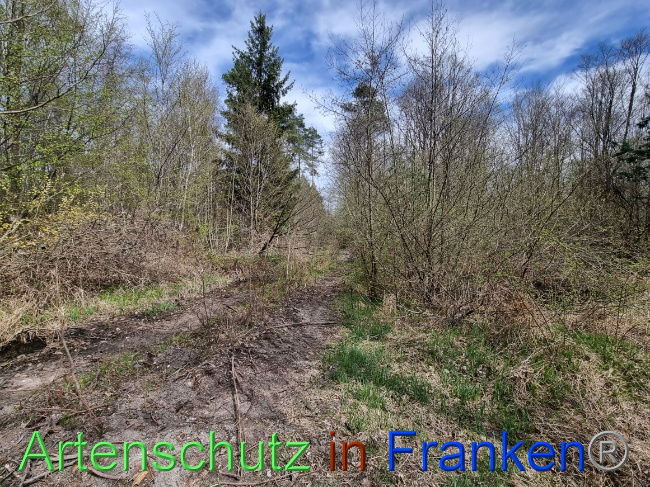 © Artenschutz in Franken® Bild zum Eintrag (1066788-160)