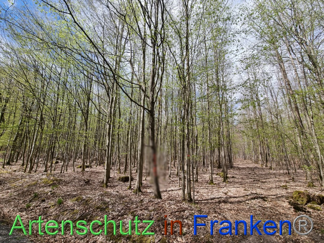 © Artenschutz in Franken® Bild zum Eintrag (1066789-160)