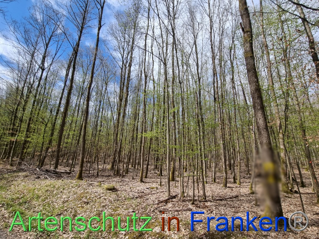 © Artenschutz in Franken® Bild zum Eintrag (1066792-160)