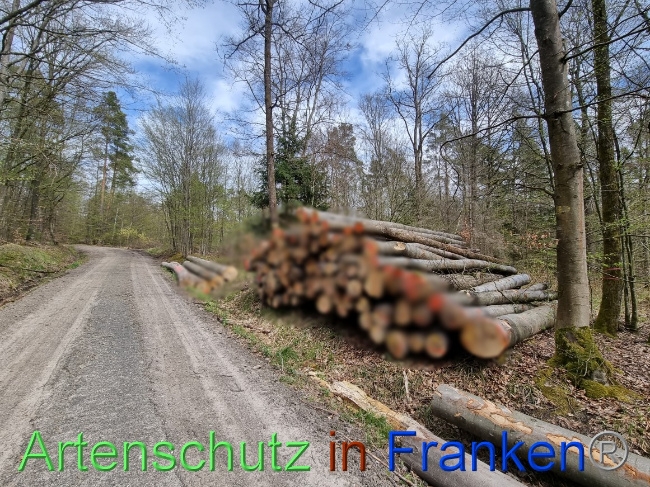 © Artenschutz in Franken® Bild zum Eintrag (1066793-160)