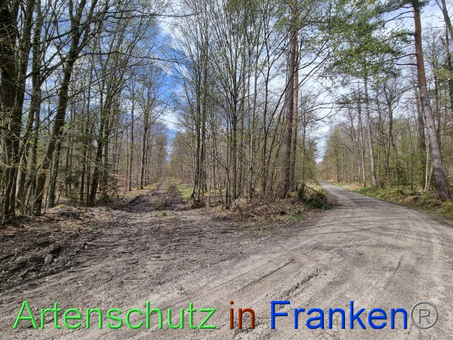 © Artenschutz in Franken® Bild zum Eintrag (1066795-160)