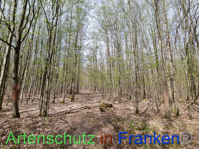 © Artenschutz in Franken® Bild zum Eintrag (1066797-160)