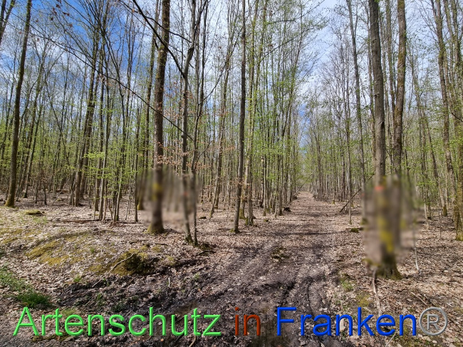 © Artenschutz in Franken® Bild zum Eintrag (1066798-160)