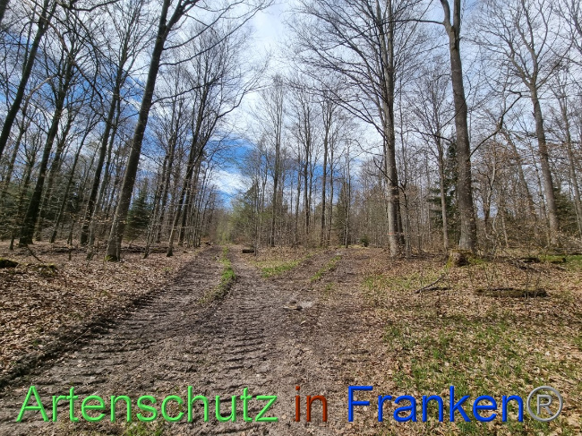 © Artenschutz in Franken® Bild zum Eintrag (1066801-160)