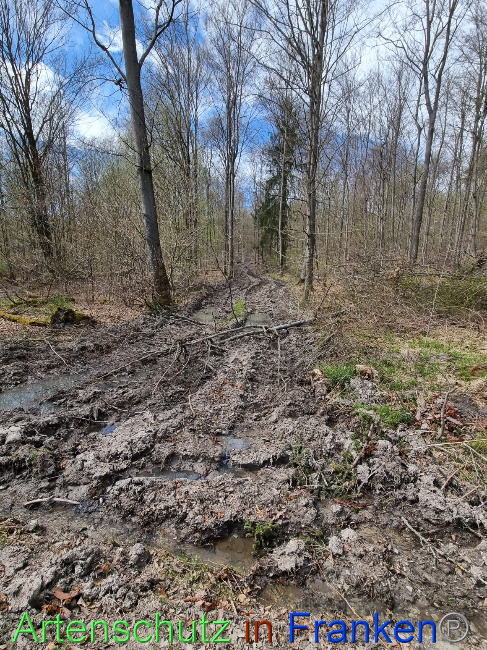 © Artenschutz in Franken® Bild zum Eintrag (1066808-160)