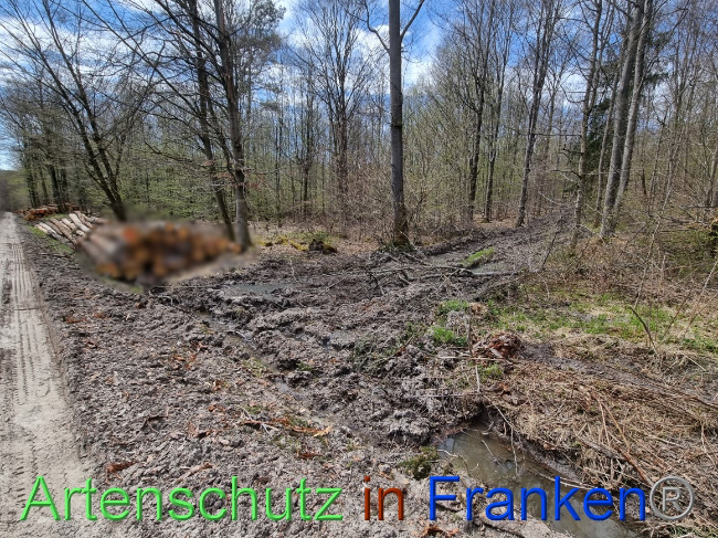 © Artenschutz in Franken® Bild zum Eintrag (1066813-160)