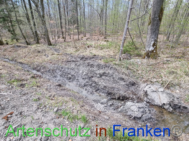 © Artenschutz in Franken® Bild zum Eintrag (1066814-160)