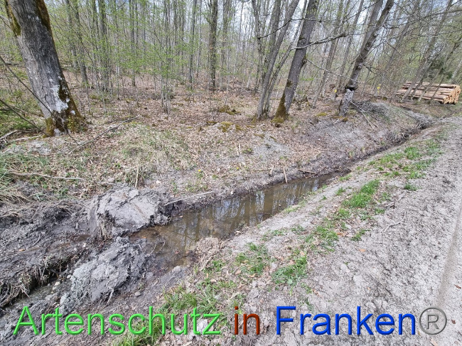 © Artenschutz in Franken® Bild zum Eintrag (1066815-160)