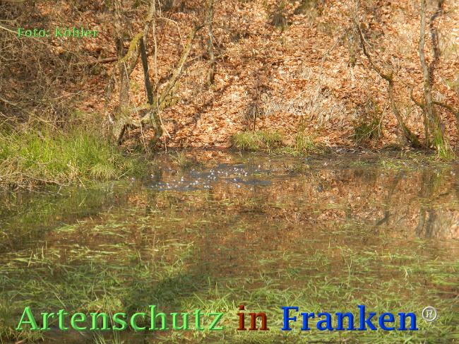 © Artenschutz in Franken® Bild zum Eintrag (1066819-160)