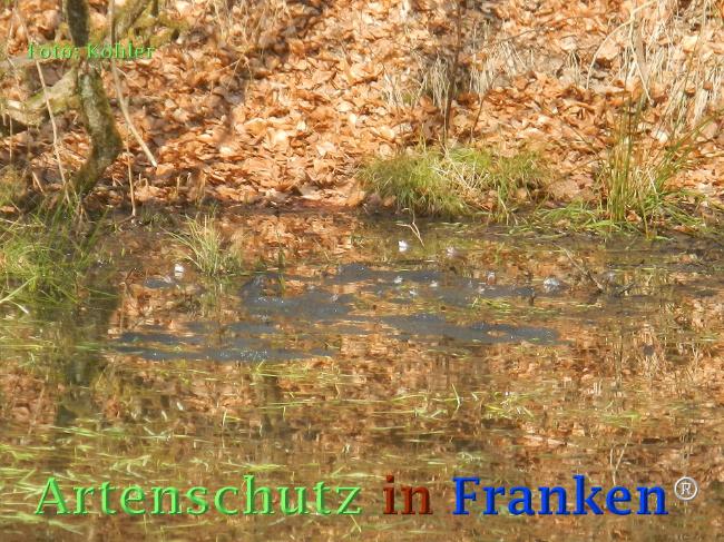 © Artenschutz in Franken® Bild zum Eintrag (1066820-160)