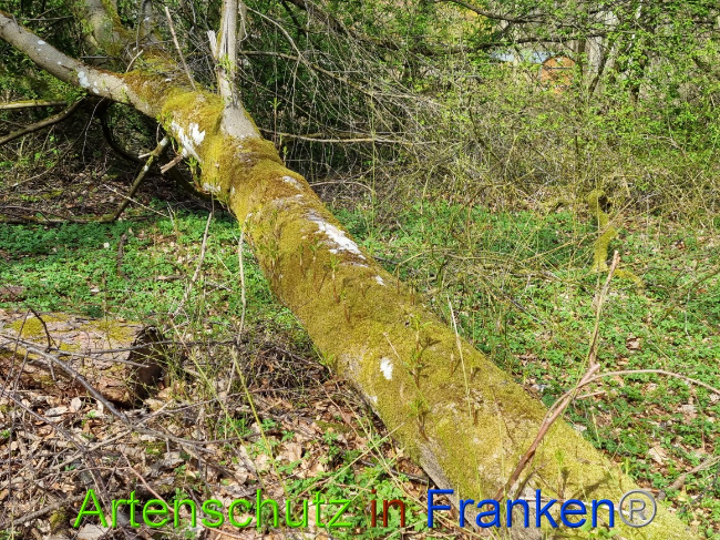 © Artenschutz in Franken® Bild zum Eintrag (1066939-160)