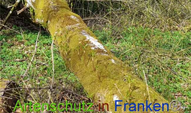 © Artenschutz in Franken® Bild zum Eintrag (1066941-160)