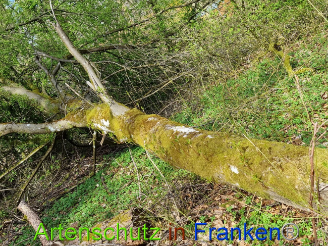© Artenschutz in Franken® Bild zum Eintrag (1066942-160)