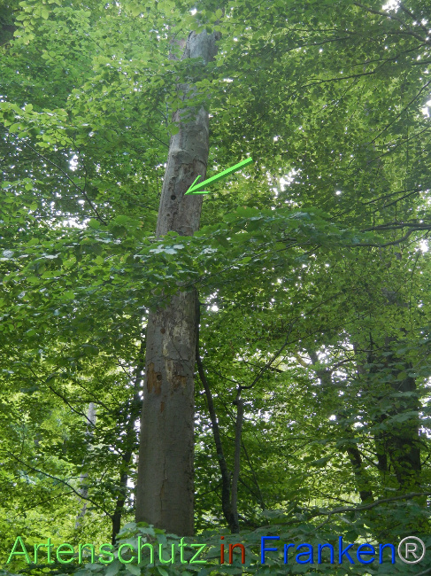 © Artenschutz in Franken® Bild zum Eintrag (1068998-160)