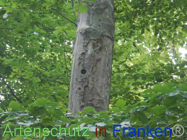 © Artenschutz in Franken® Bild zum Eintrag (1068999-160)