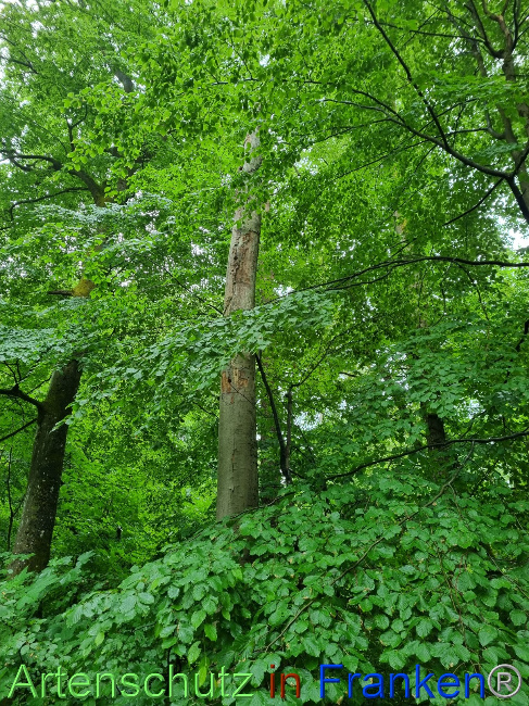 © Artenschutz in Franken® Bild zum Eintrag (1069001-160)