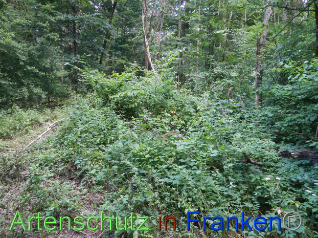 © Artenschutz in Franken® Bild zum Eintrag (1070981-160)