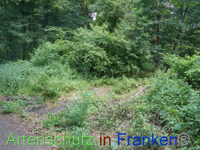 © Artenschutz in Franken® Bild zum Eintrag (1070982-160)